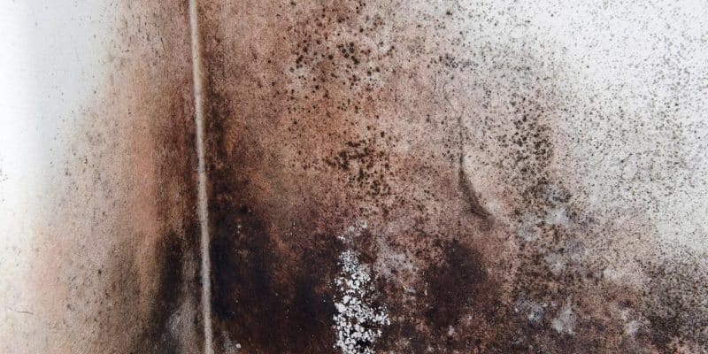 mold-removal-ez-breathe-3