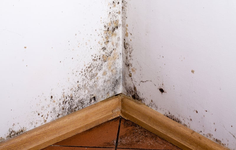 black-mold-in-basement-ez-breathe-3